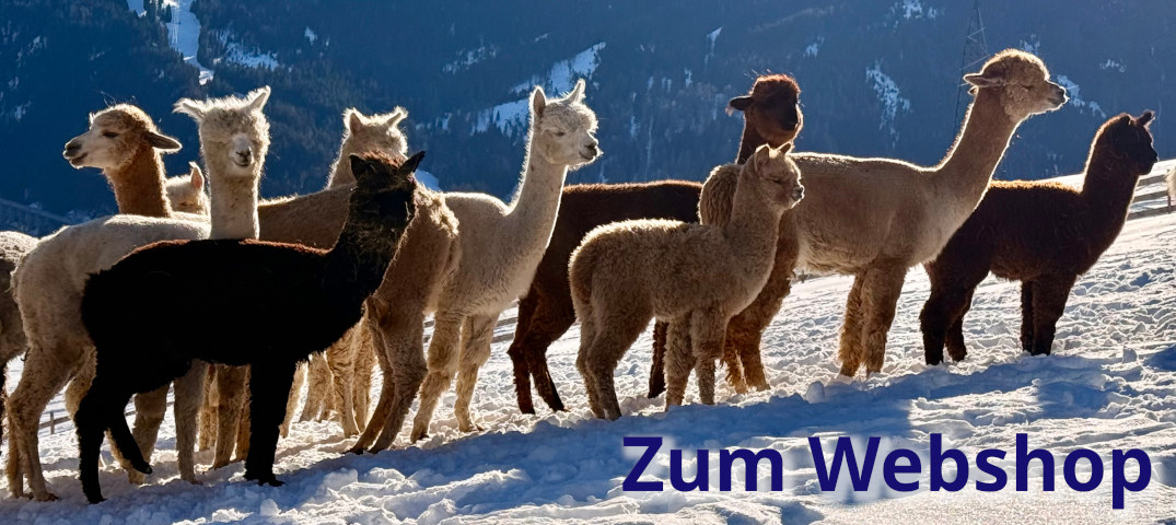 Banner zum Webshop. Auf dem Bild: Eine glückliche Alpakaherde am Hagathenhof im Wipptal